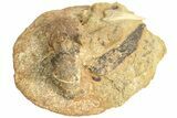 Fossil Shark Tooth, Porpoise Humerus & Whale Vertebra - California #210999-6